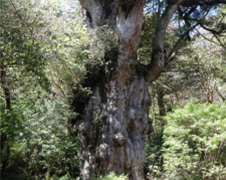 樹齢7200年！ともいわれる縄文杉(イメージ)