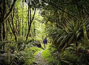神秘的な苔むす森を歩く(イメージ）
