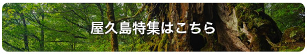 屋久島特集はこちら