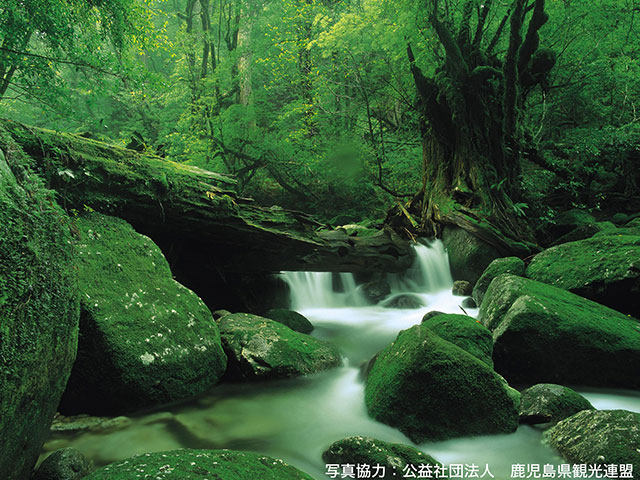 縄文杉・白谷雲水峡（屋久島）