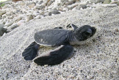 ウミガメ