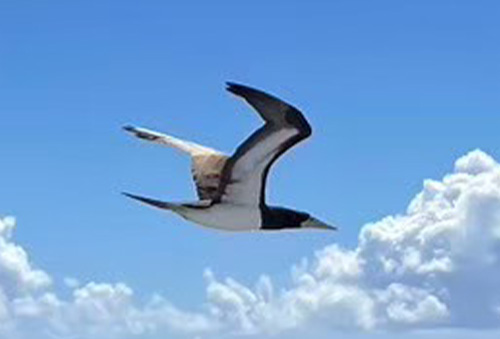 海鳥