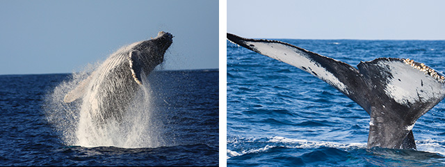 ホエールウォッチング