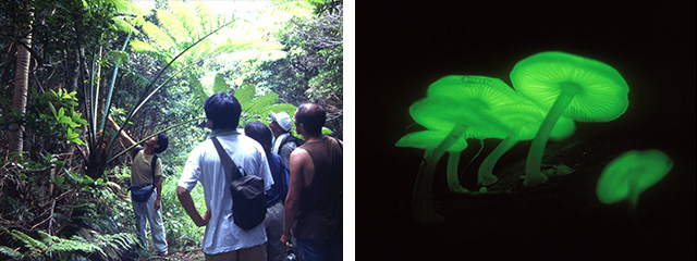 ジャングル自然観察トレッキングツアー