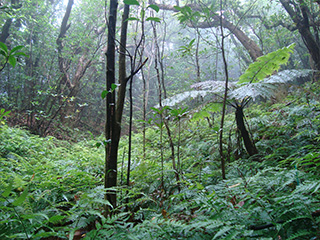 森の1日トレッキングツアー
