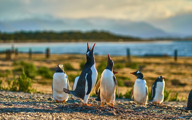 ペンギン営巣地ウォークツアー