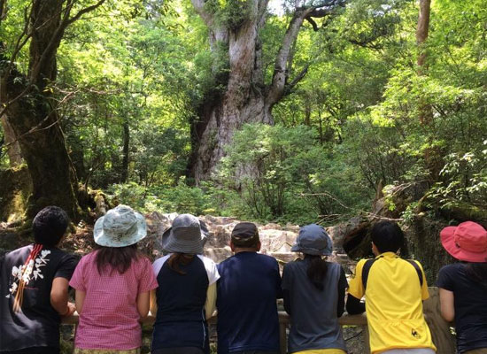 屋久島ツアー参加者