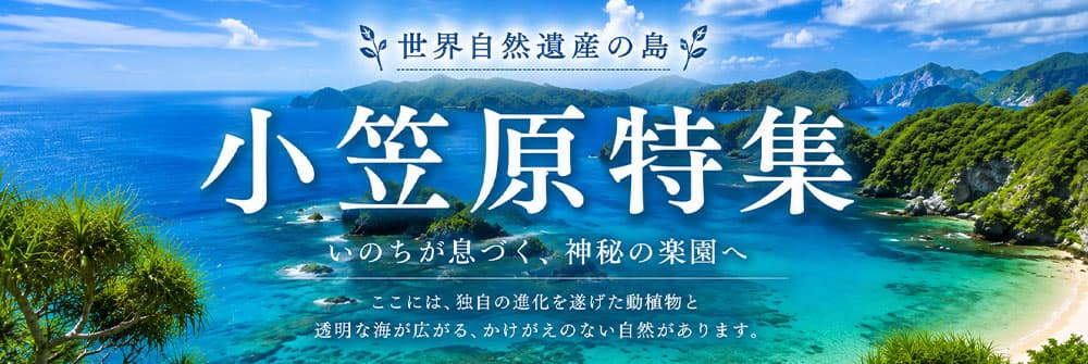 小笠原特集