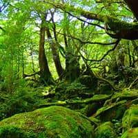 屋久島