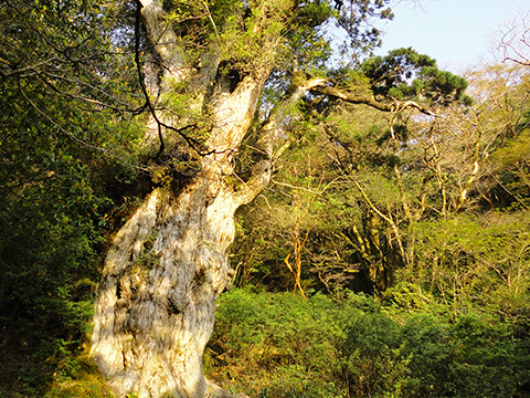 縄文杉