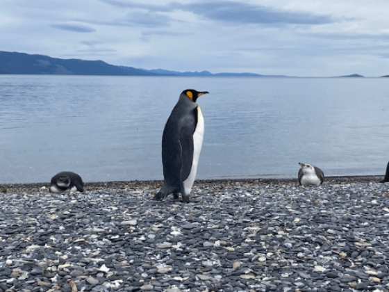 ペンギンを近くでも