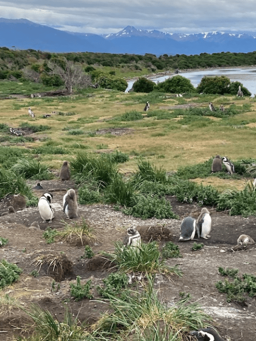 ペンギン島上陸