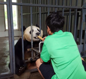 パンダと触れ合い 生態系を学ぶ旅 中国 成都4日間