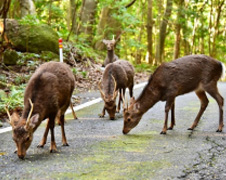 世界遺産地域の西部林道