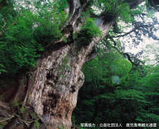 屋久島のシンボル『縄文杉』