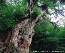 屋久島のシンボル　縄文杉