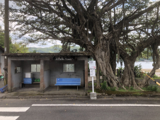 宇検村バス停とガジュマルの木