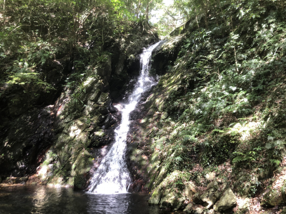 徳之島世界遺産の森