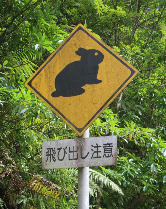 アマミノクロウサギ交通事故防止の看板