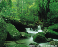 白谷雲水峡(イメージ)