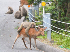 西部林道は動物のくつろぎ場(イメージ)