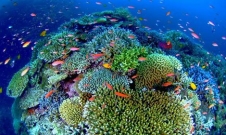 サンゴにすむ生き物たち