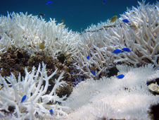 高水温や赤土の流入によるサンゴの白化現象