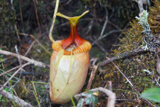 ウツボカズラ(食虫植物)