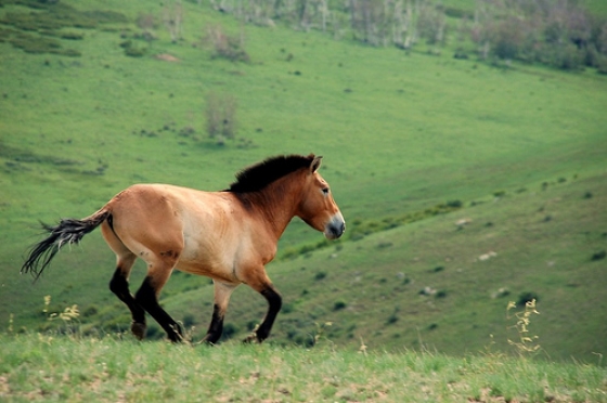 モンゴルで現存する最古の野生馬タヒ