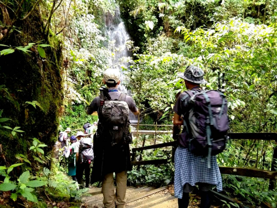 登山イメージ(歩き始めは熱帯雨林)