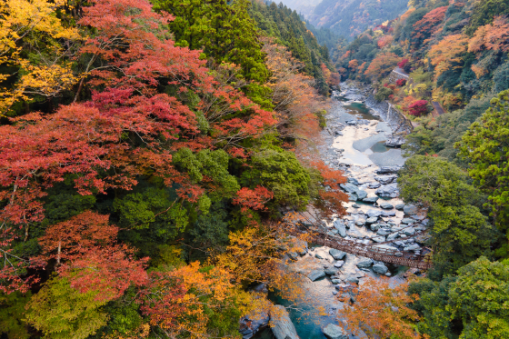 秋の祖谷かずら橋