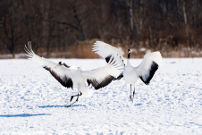 釧路湿原のシンボル。日本最大の野鳥がみれるかも？！